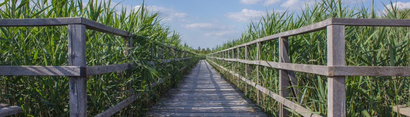 a boardwalk intersecting a field