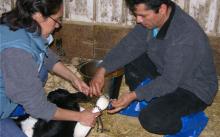 a woman and man demonstrating chain removal after calf is born