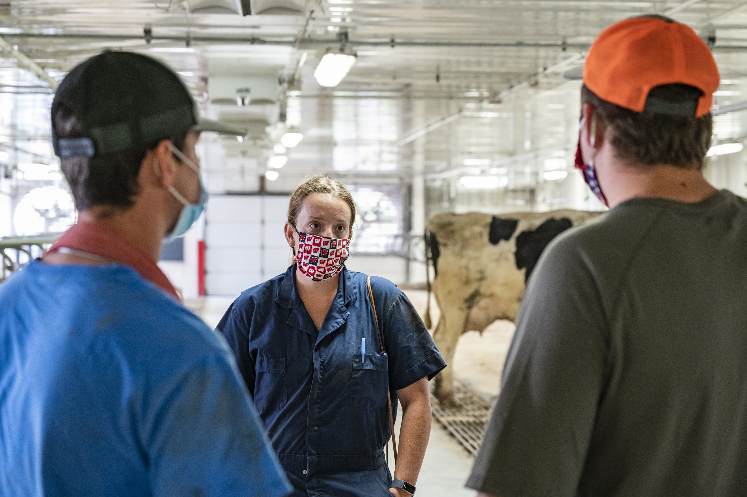 Two men talking with a woman in a dairy barn. All three people are wearing masks covering their mouths.
