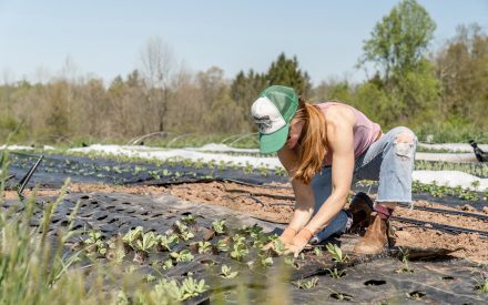 Woman wearing green cap, tank top and jeans planting spring transplants into the ground.