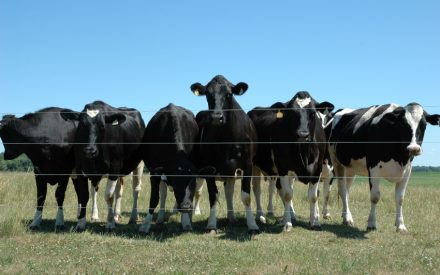 The 2022 Dairy Margin Coverage Decision