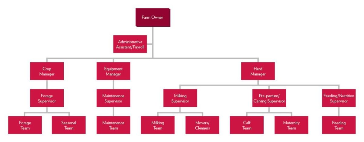 Diagram illustrating that the farm owner manages the administrative assistant/payroll, the crop manager, the equipment manager, and the herd manager. The crop manager manages the forage supervisor who manages the forage team and the seasonal team. The equipment manager manages the maintenance supervisor who manages the maintenance team. The Herd Manager manages the the milking supervisor, the pre-partum/calving superisor, and the feeding/nutrition supervisor. The Milking Supervisor manages the milking team and the movers/cleaners. The pre-partum/calving supervisor manages the calf team and the maternity team. And the Feeding/Nutrition supervisor manages the feeding team.