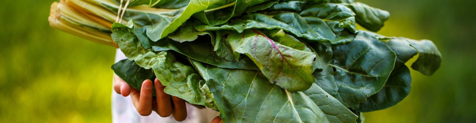 person holding leafy greens