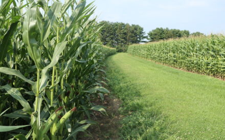 Farm Pulse: Crop Insurance and Grain Marketing