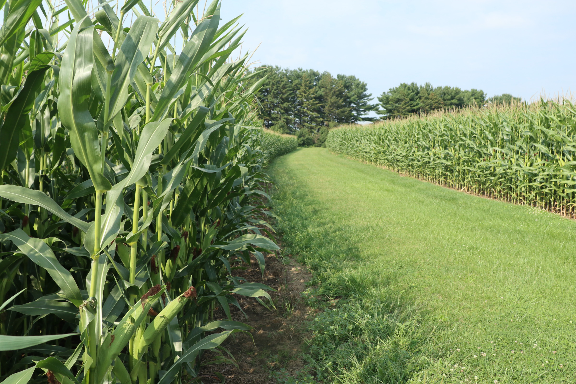 a path through a green field of corn