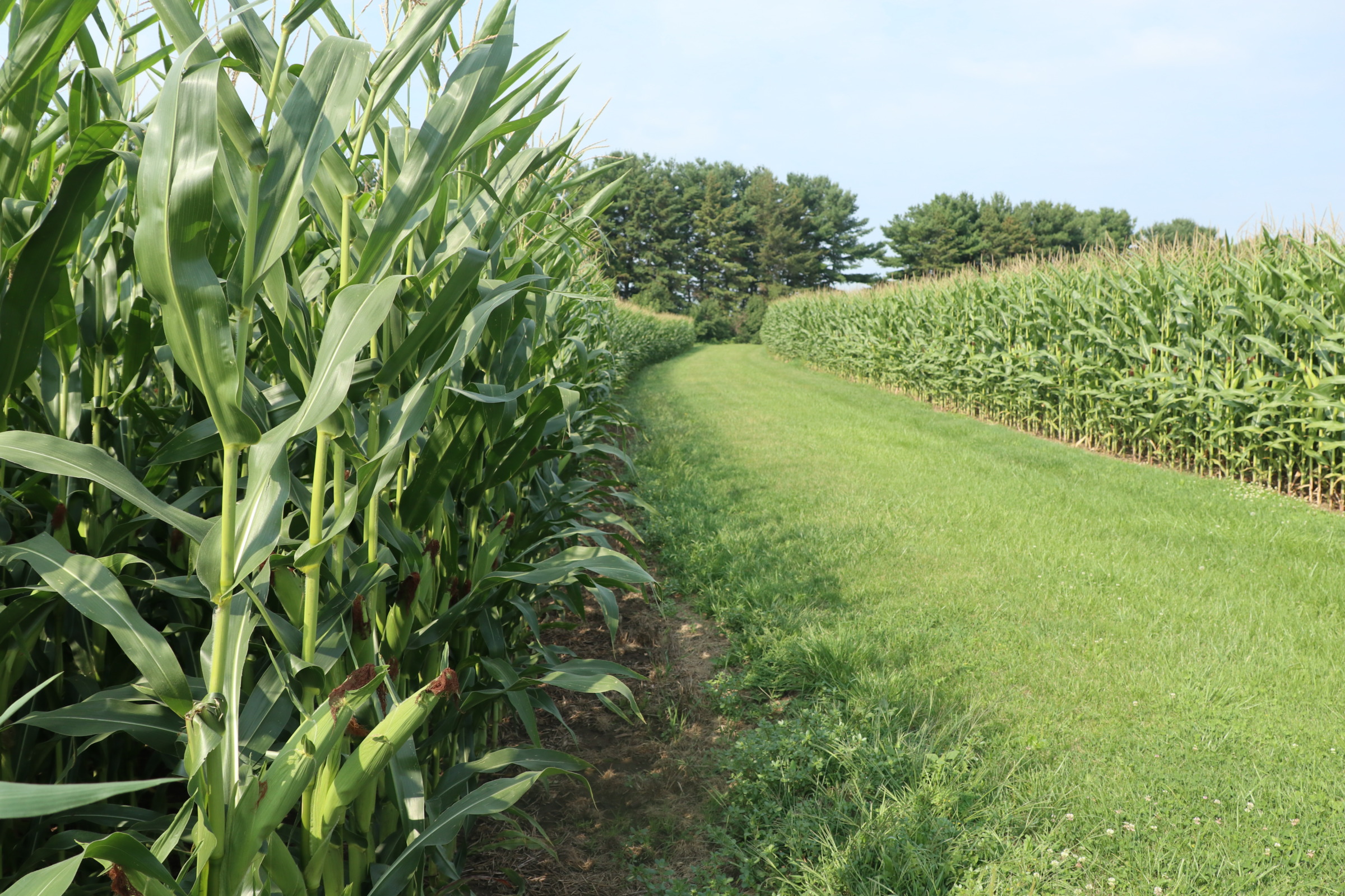 Farm Pulse Crop Insurance And Grain Marketing Farm Management