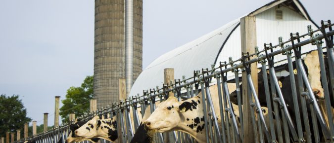 Market Update: U.S. Dairy Industry Overview – May 2024