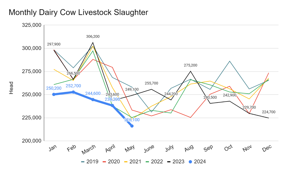 Line graph depicting monthly dairy cow livestock slaughter, year over year