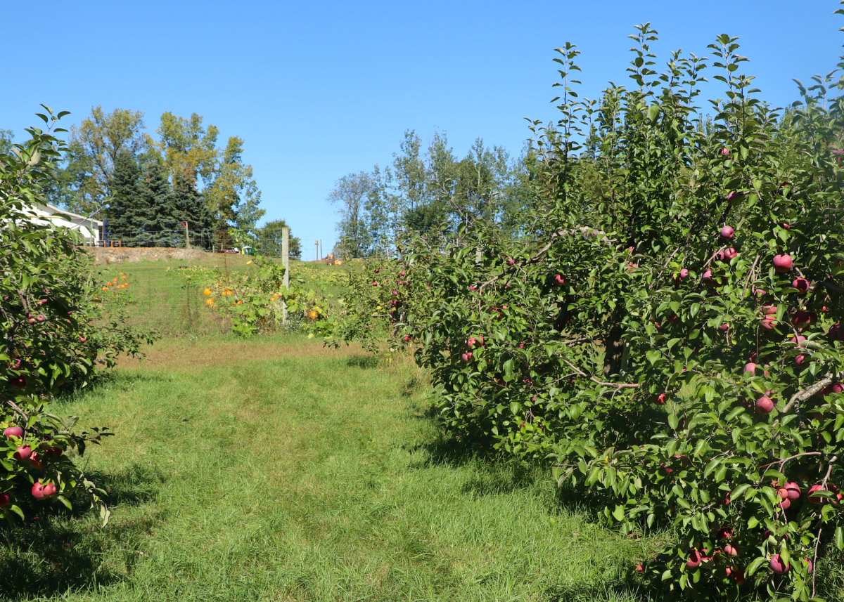 Wide rows between apple trees in an orchard.