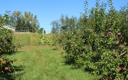 Wide rows between apple trees in an orchard.