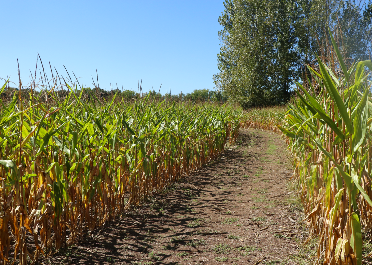 A wide even path through a corn maze.