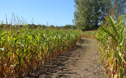 A wide even path through a corn maze.