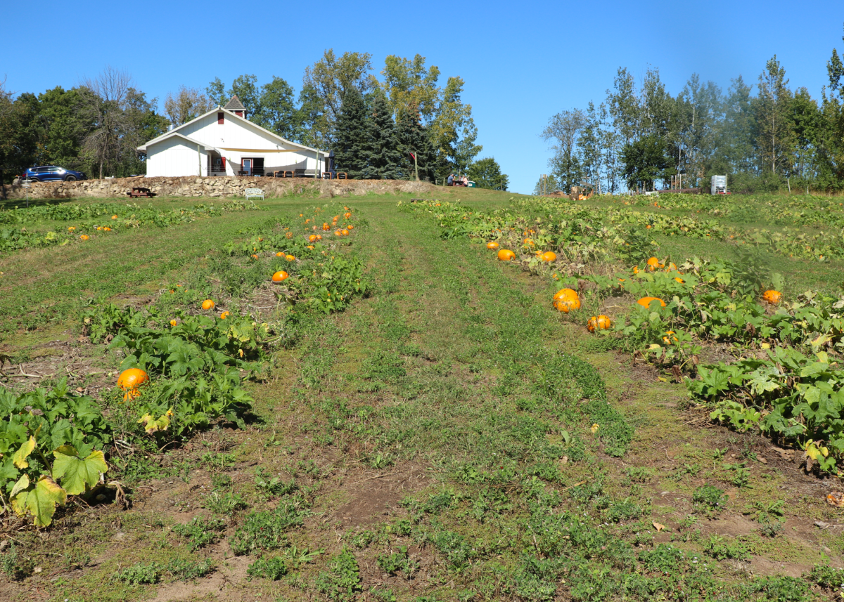 Wide aisles between rows of pumpkins