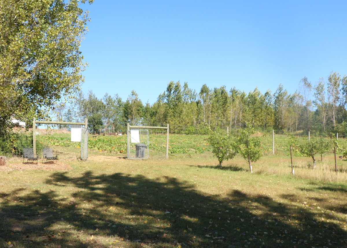 A wide fence opening between a pumpkin patch and apple orchard.