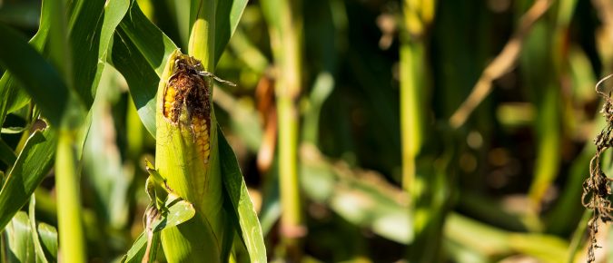 What can Wisconsin grain farmers do about projected low profit margins?