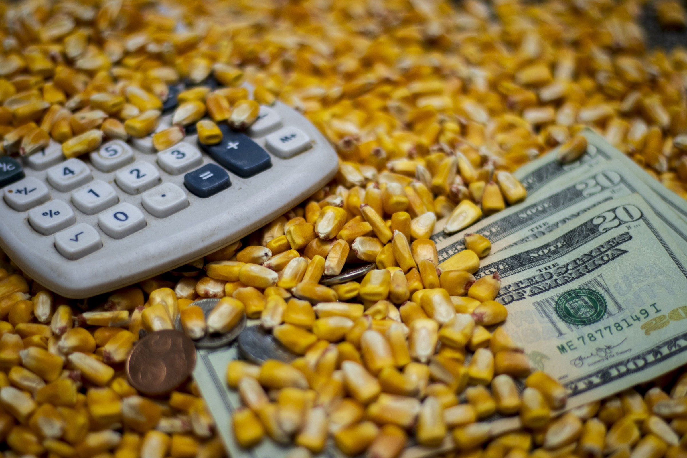 Calculator and U.S. dollars and cents buried in grain