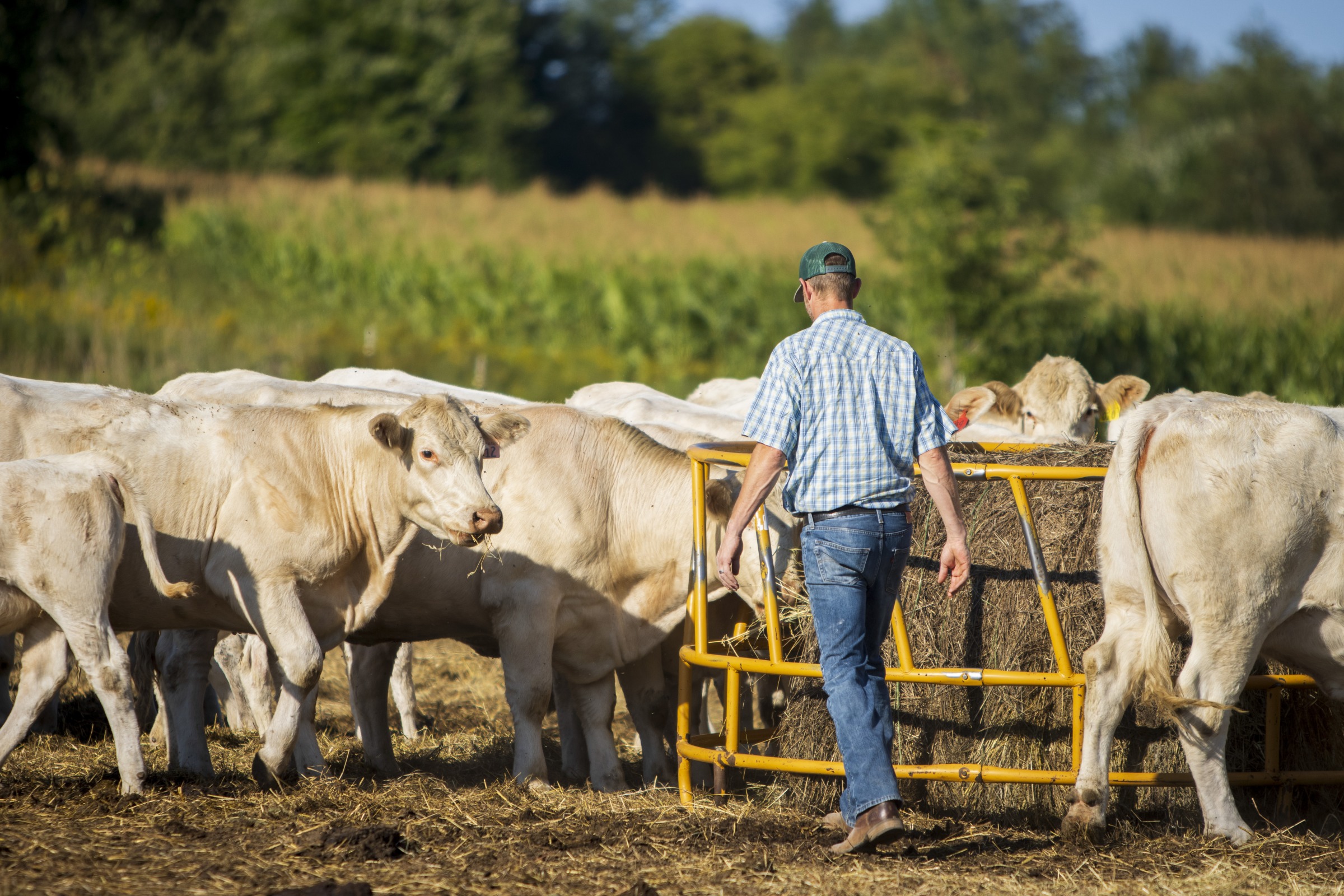 Man walking amongst white beef cattle