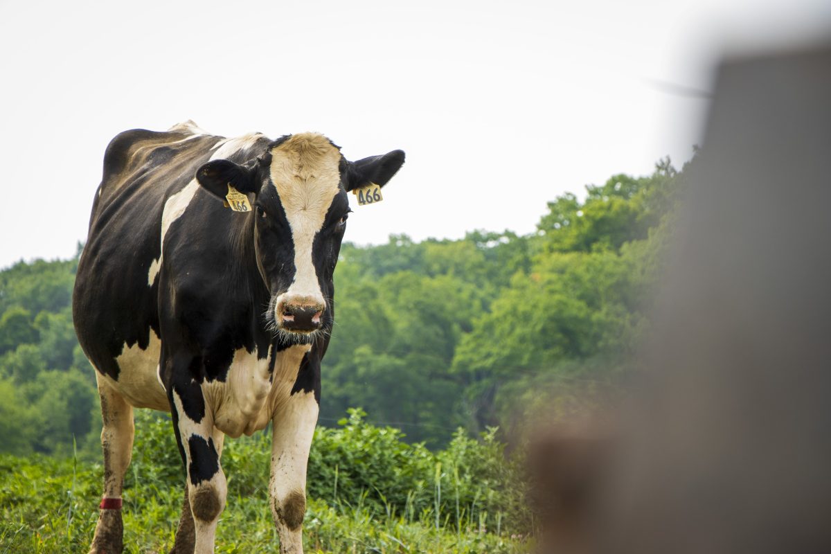 Cow walking through green pasture