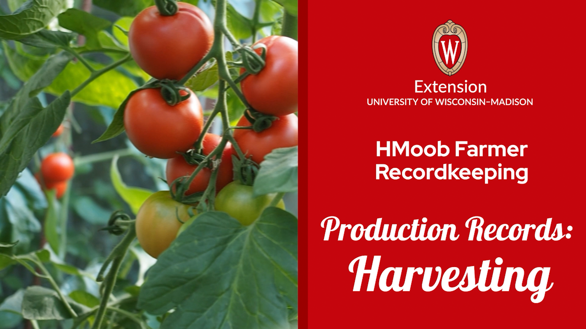 ▶ Watch: Production Records: Harvesting – Recordkeeping for Farmers Who Speak HMoob