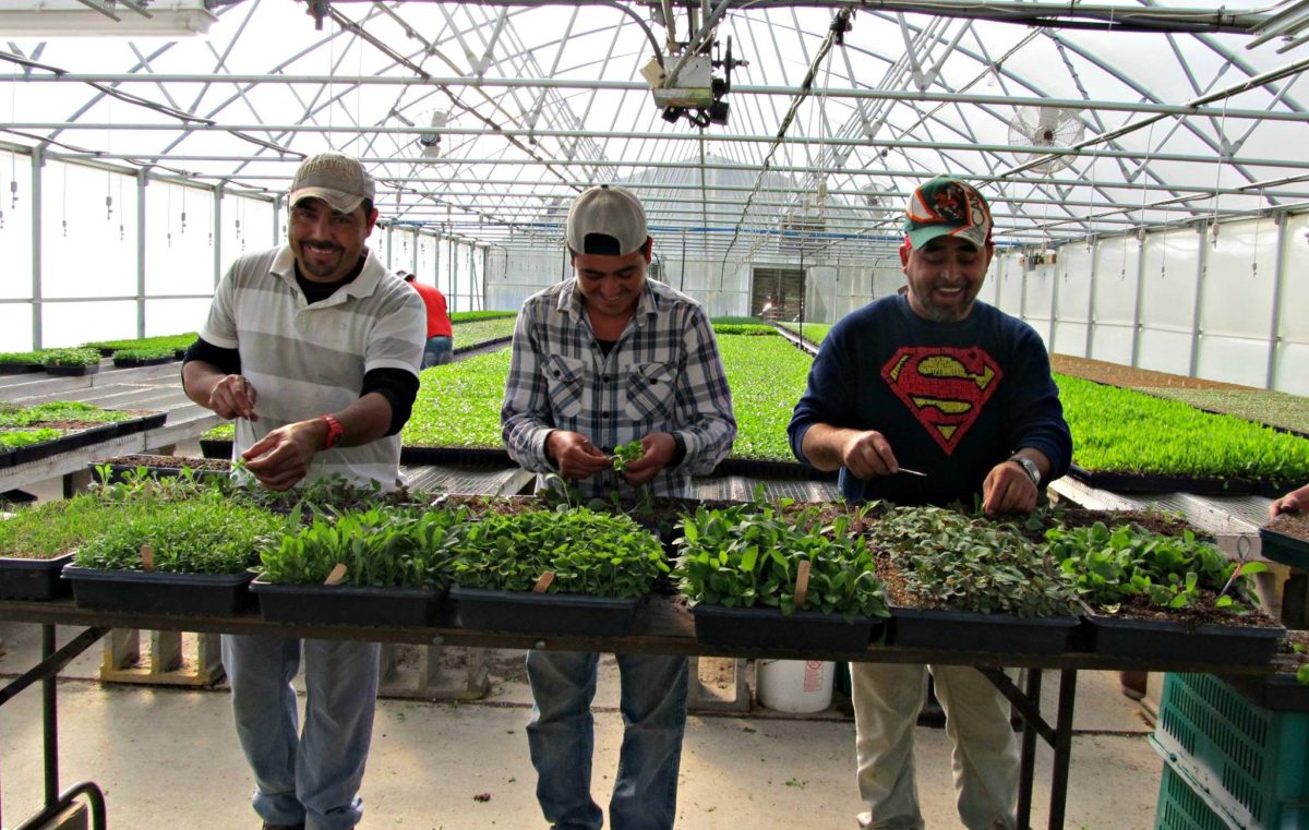 UW–Madison Extension program offers diversified vegetable farmers a competitive edge in human resources