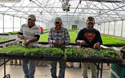 UW–Madison Extension program offers diversified vegetable farmers a competitive edge in human resources