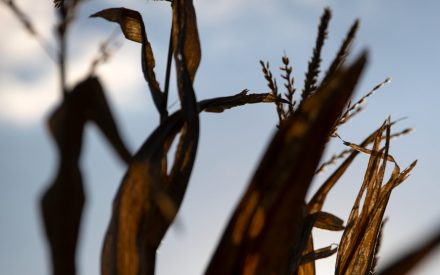 Many Wisconsin farms to receive ARC payments soon