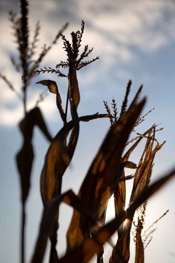 Many Wisconsin farms to receive ARC payments soon