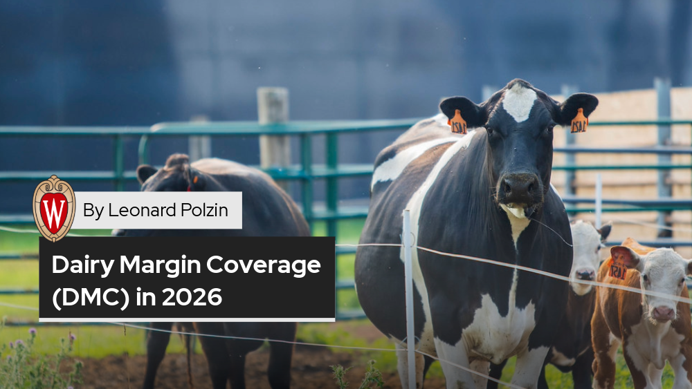 Photo of dairy cows behind a fence with two beef calves. Overlaying text: By Leonard Polzin, Dairy Margin Coverage (DMC) in 2026