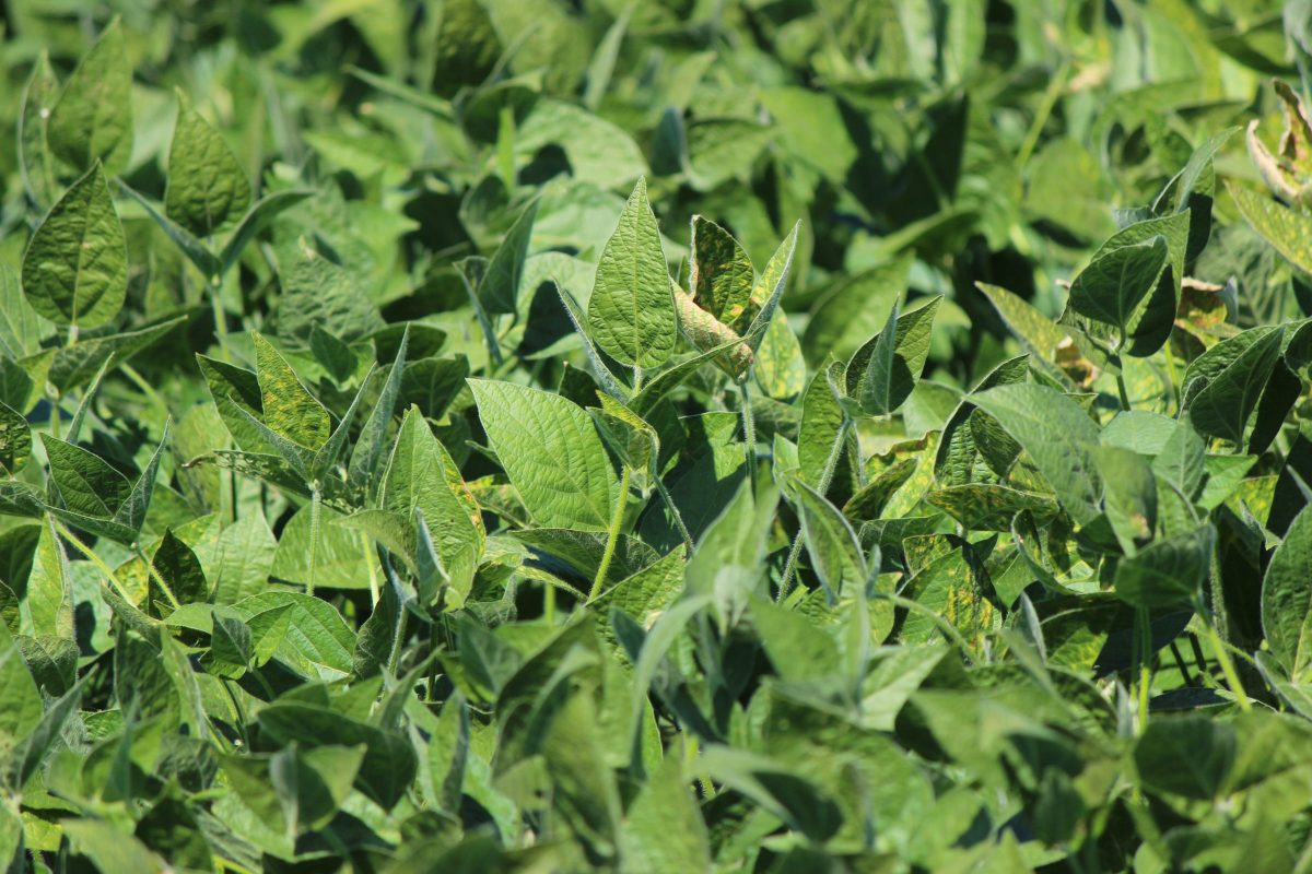 Wisconsin Soybean-Corn Price Ratio Since 2006