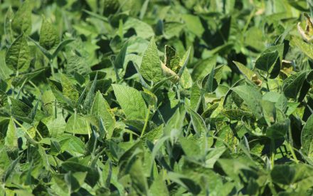 Wisconsin Soybean-Corn Price Ratio Since 2006