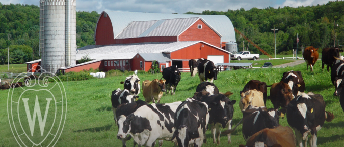 Dairy Price Risk Management Tools: An Overview for Wisconsin Producers