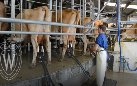 Current Discussions on the Dairy Margin Coverage Program in 2026