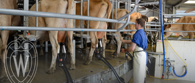 Canada’s 2026 Retaliatory Dairy Tariffs: What Is Tariffed, What Moves, and What It Means for U.S. and Wisconsin Milk Prices