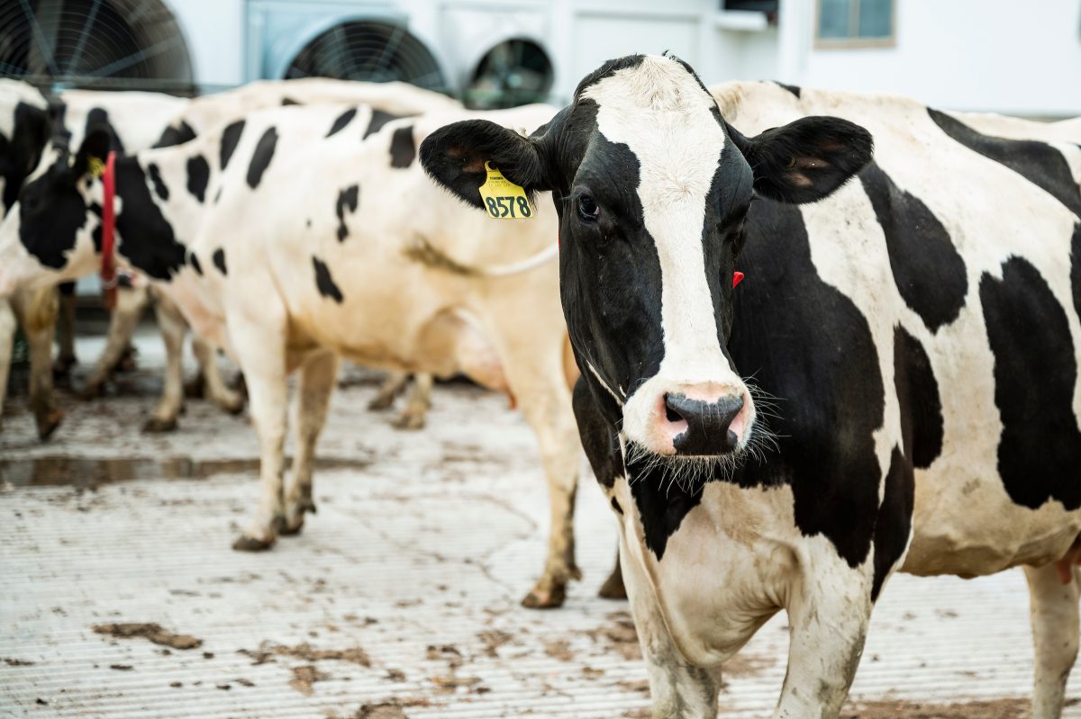 2027 Dairy Margin Coverage Enrollment: Oct. 5 to Dec. 18, 2026